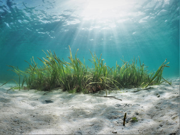 A journey to save the world’s seagrass