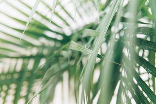 Pineapple Islands take on climate change!