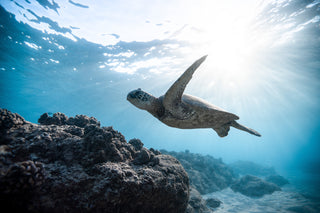 Marine Conservation Month