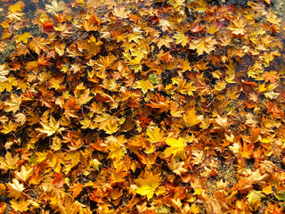 The Ultimate Autumn Activities in Dorset